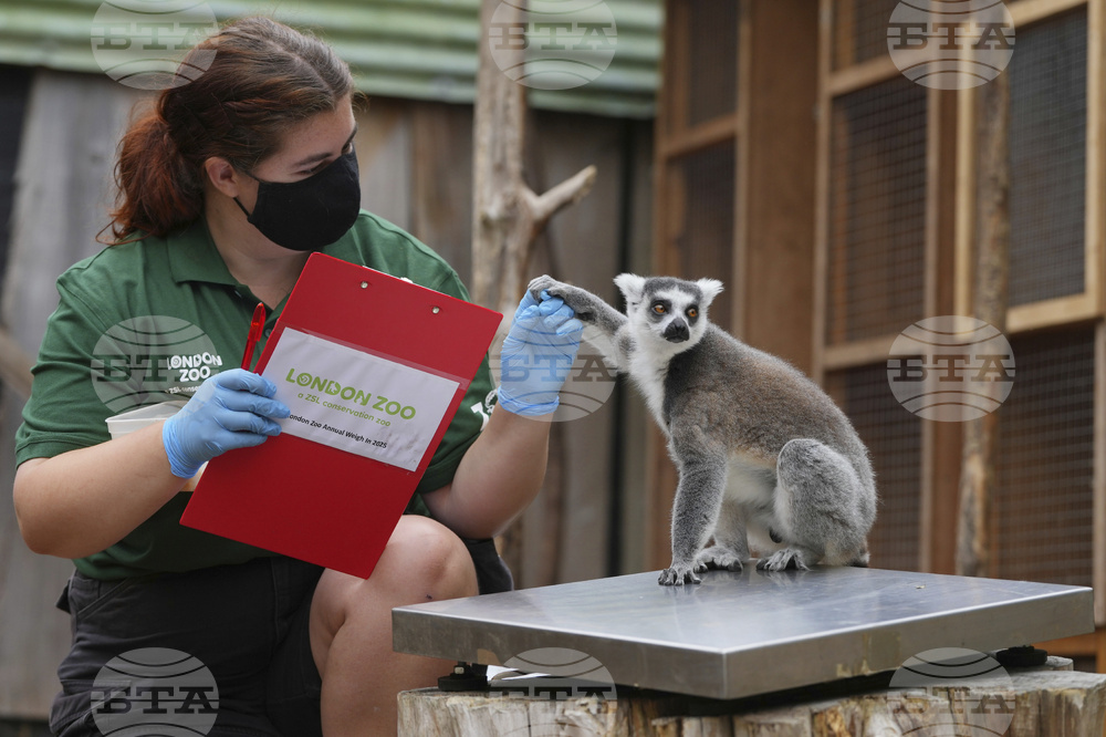 Britain London Zoo Weigh In