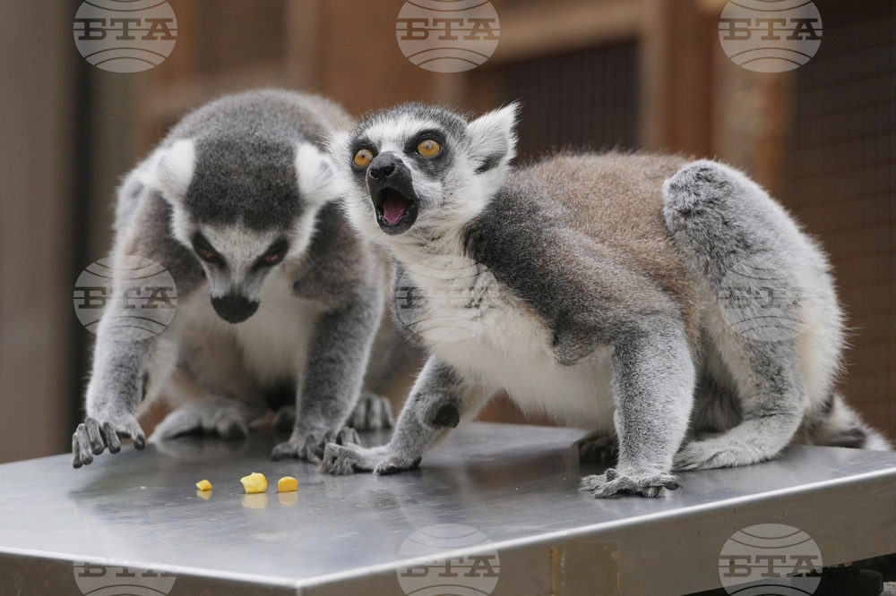 Britain London Zoo Weigh In