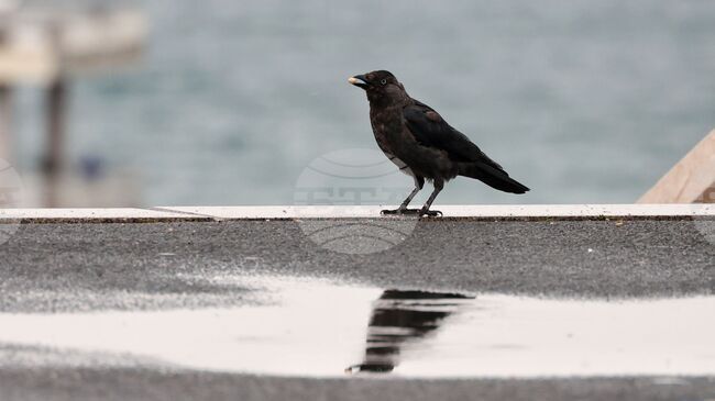 Прогноза за времето