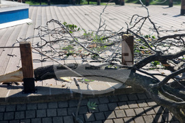 Бургас - паднало дърво