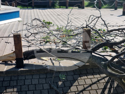 Бургас - паднало дърво