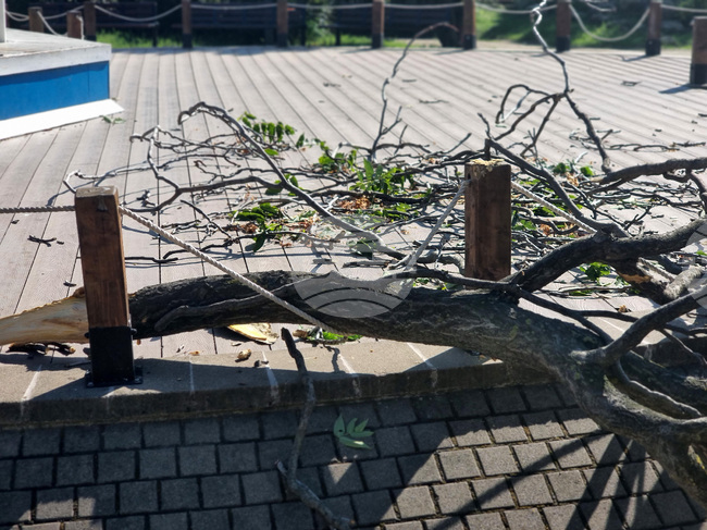 Изсъхнал клон на дърво падна върху дете в центъра на Бургас 