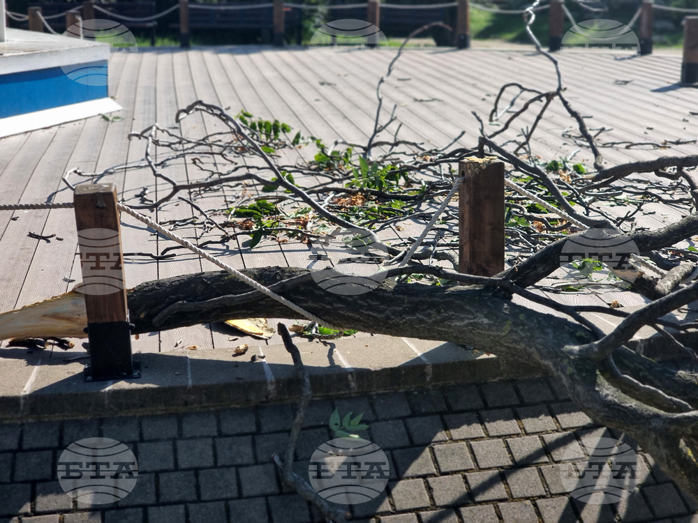 Бургас - паднало дърво