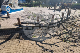 Бургас - паднало дърво