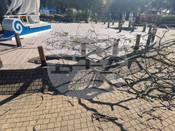Бургас - паднало дърво