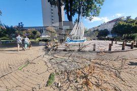 Бургас - паднало дърво