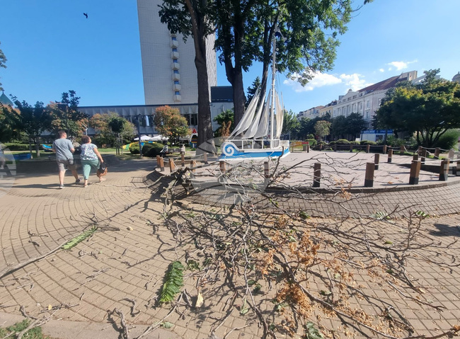 Бургас - паднало дърво