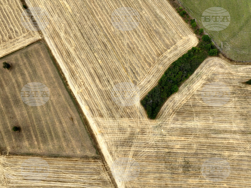 Gross Value Added Produced in Agriculture Drops to Some BGN 4 Bln in 2024, Y/Y