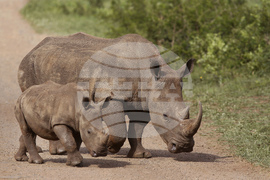 South Africa Rhino Syndicate Crime