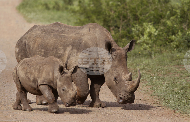 South Africa Rhino Syndicate Crime