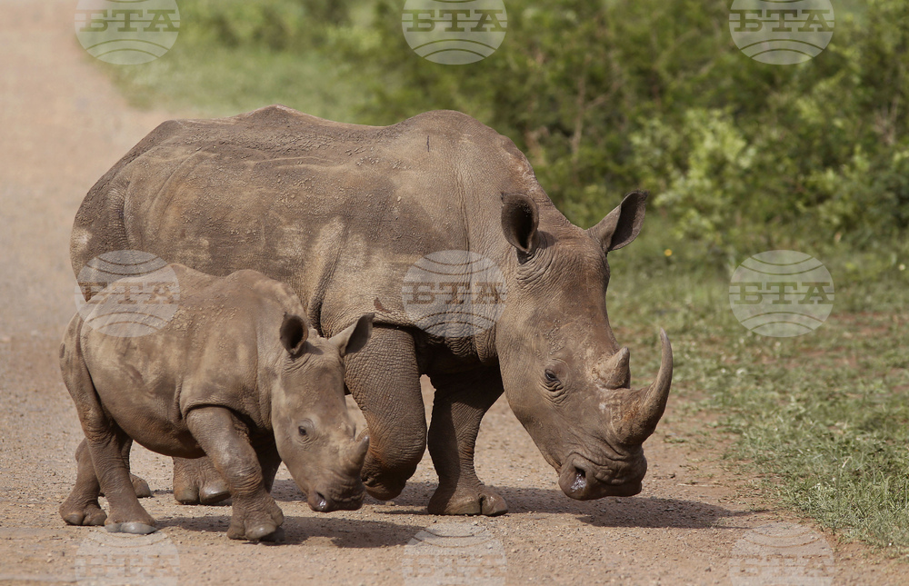 South Africa Rhino Syndicate Crime