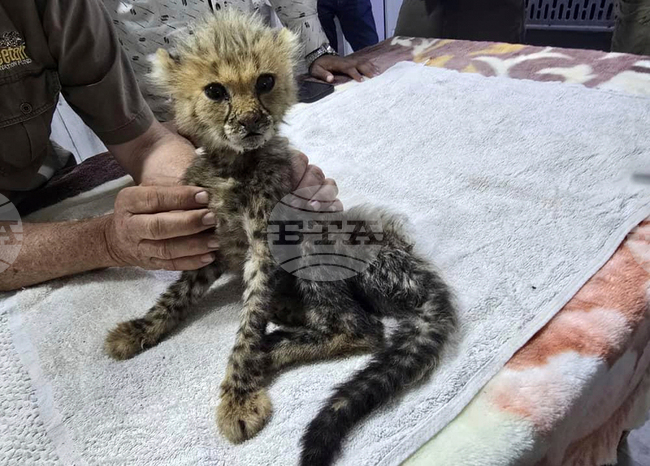 Глобалната търговия с диви животни заплашва оцеляването на видовете и биосигурността, твърдят учени