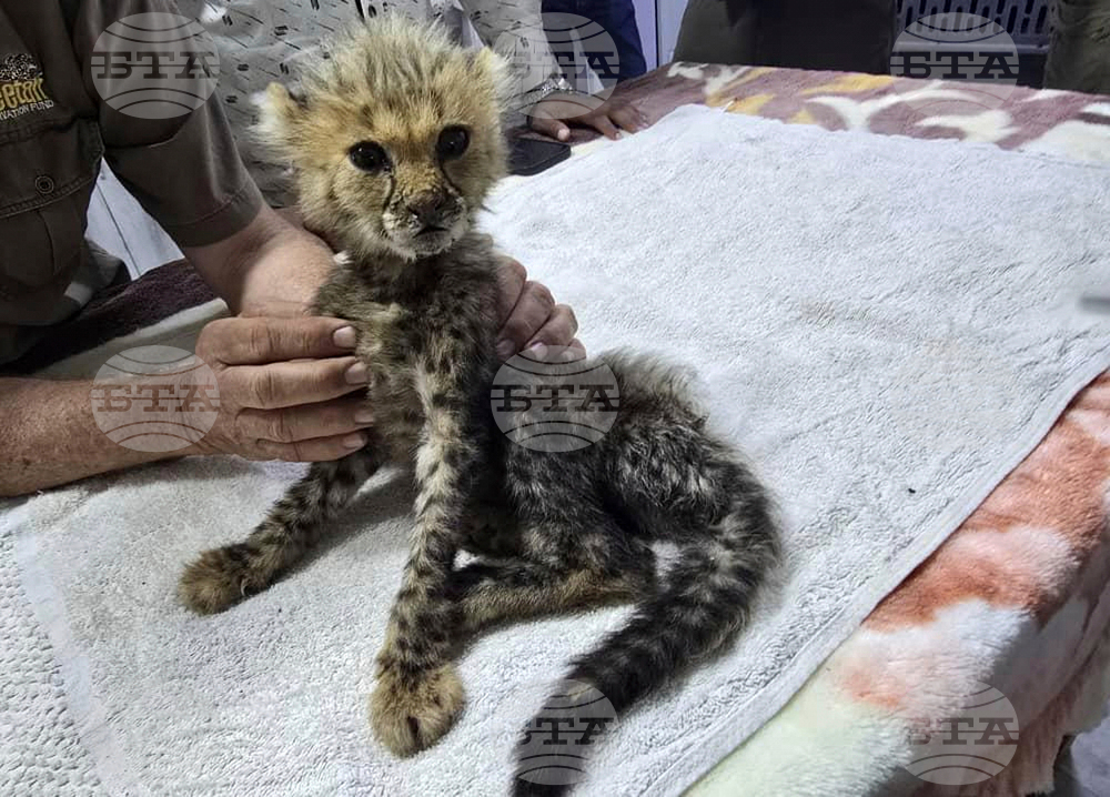 Somaliland Cheetah Cubs