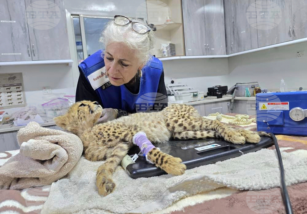 Somaliland Cheetah Cubs