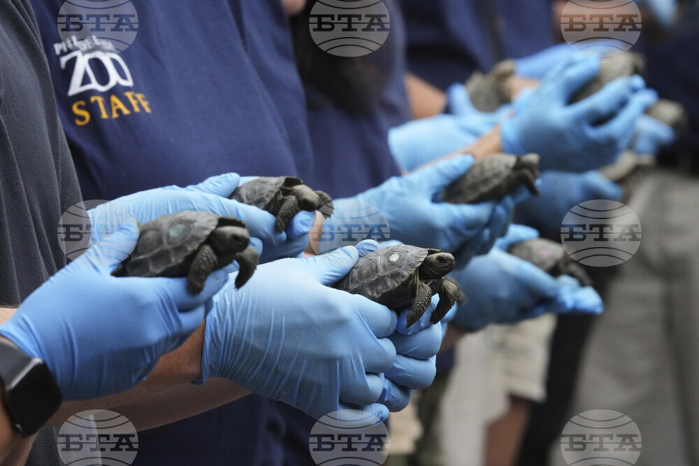 Tortoise Babies