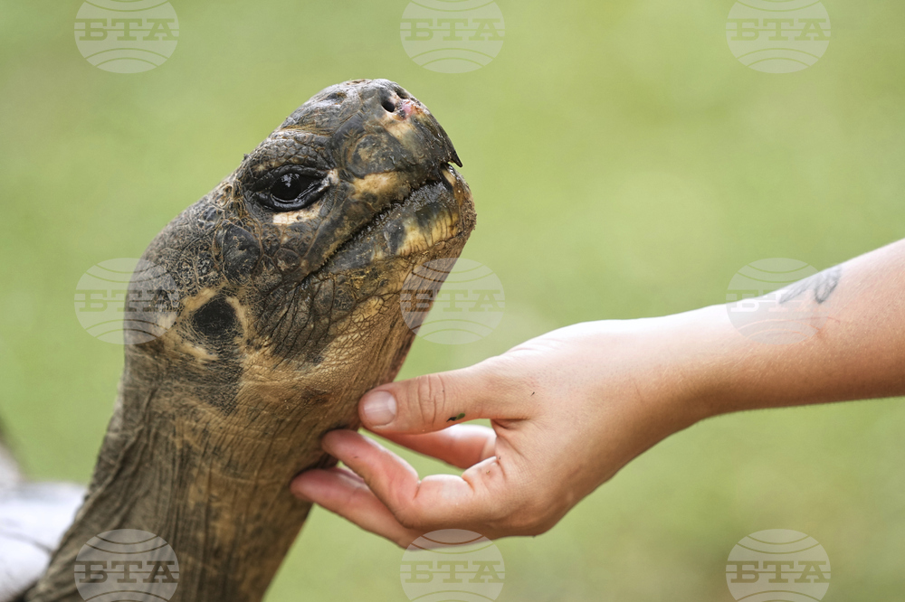 Tortoise Babies