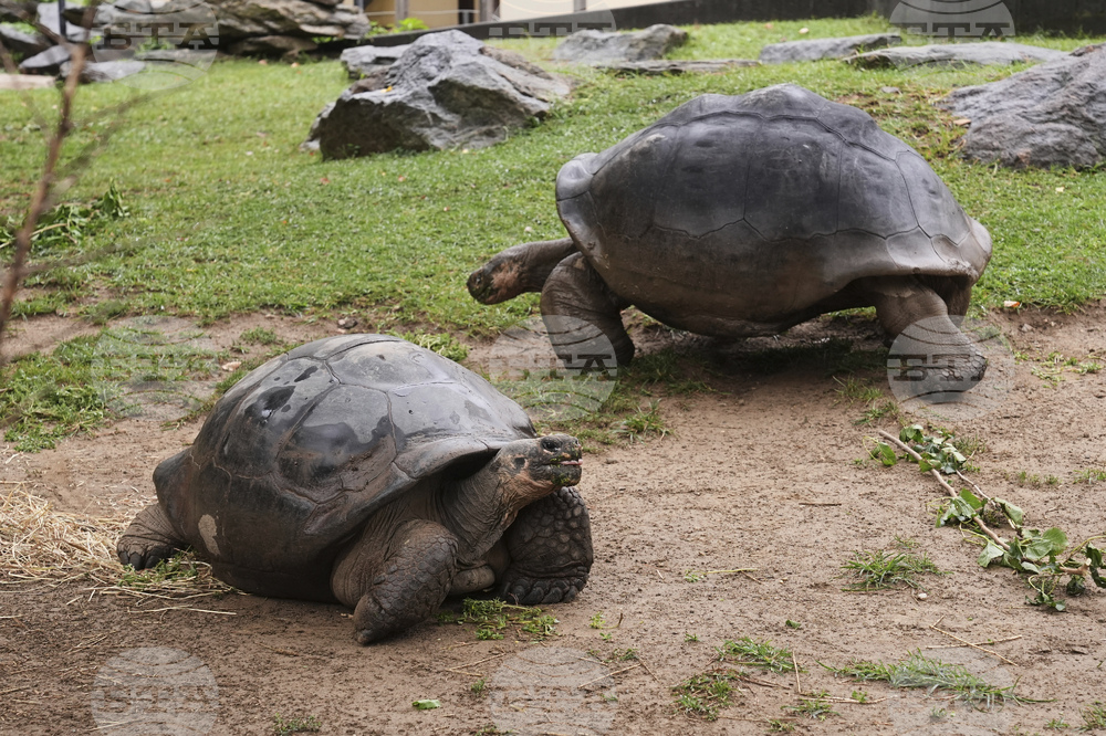 Tortoise Babies