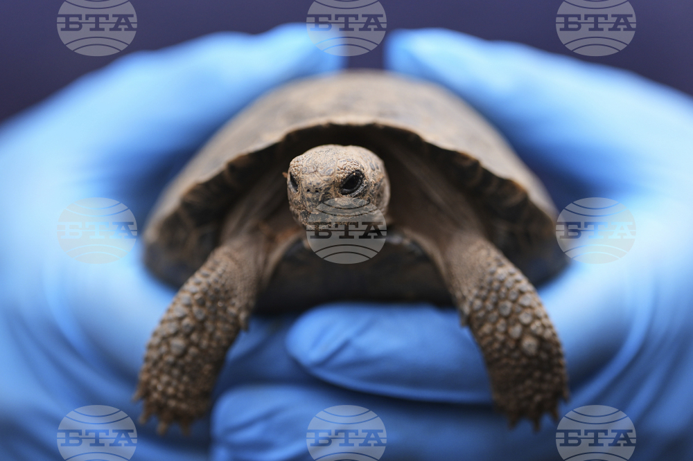 APTOPIX Tortoise Babies