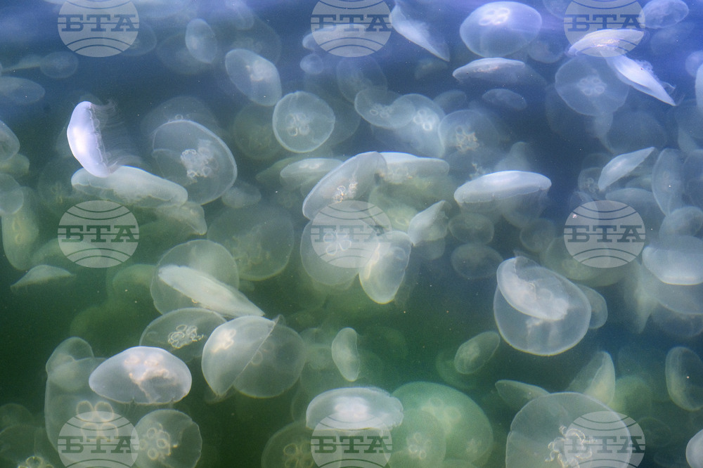 California Jellyfish