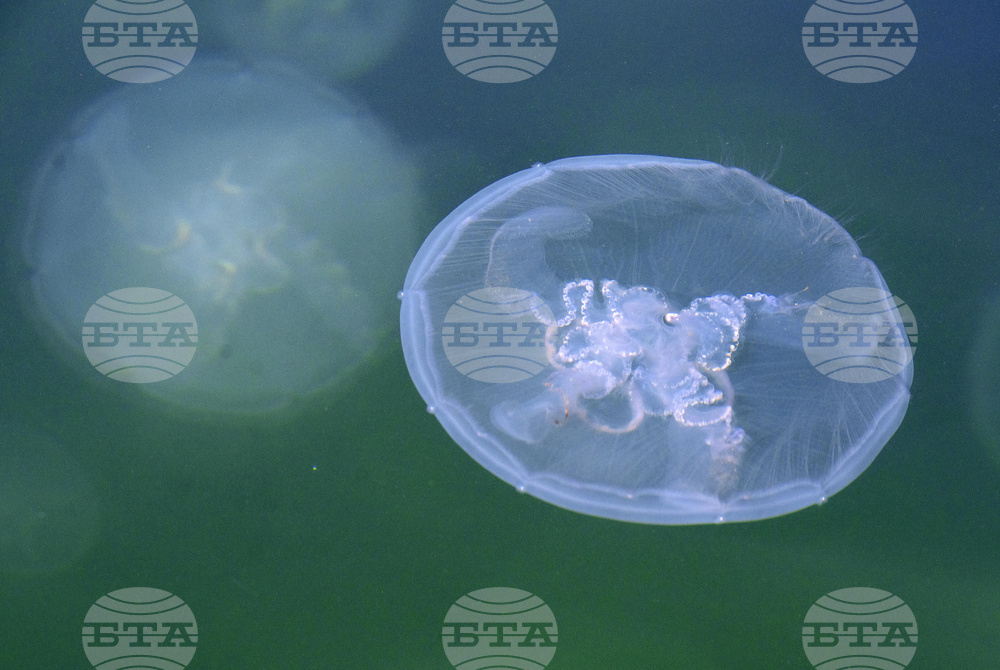 California Jellyfish