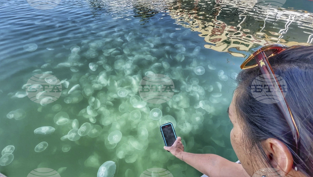 California Jellyfish