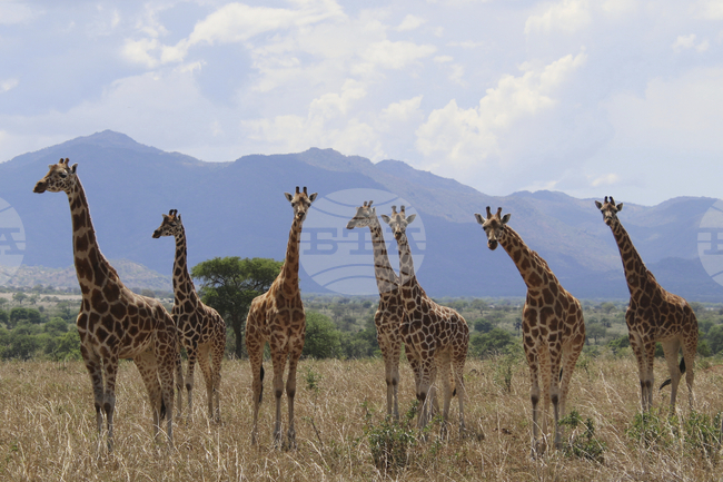 Международният съюз за опазване на природата класифицира четири вида жирафи
