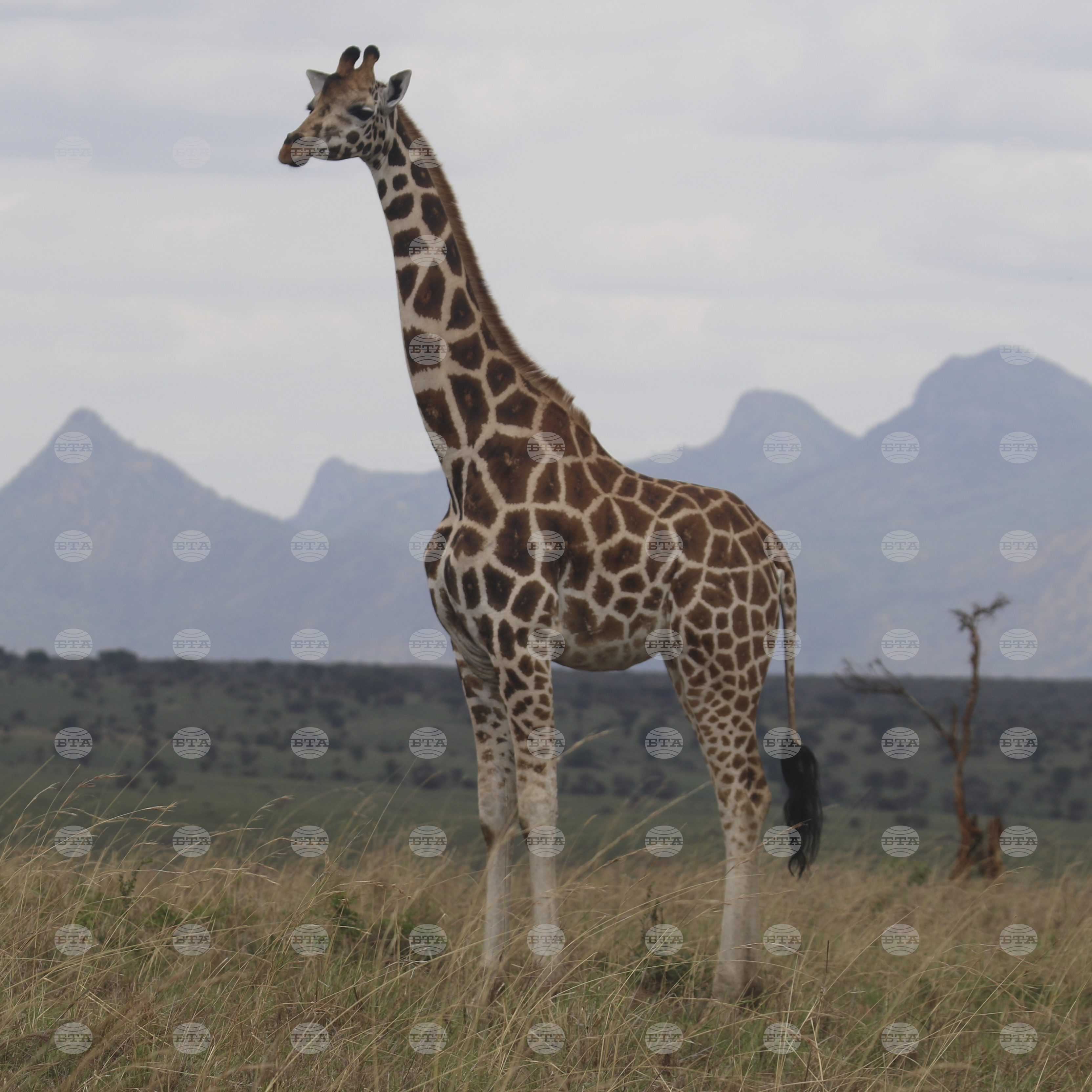 Giraffes-Conservation