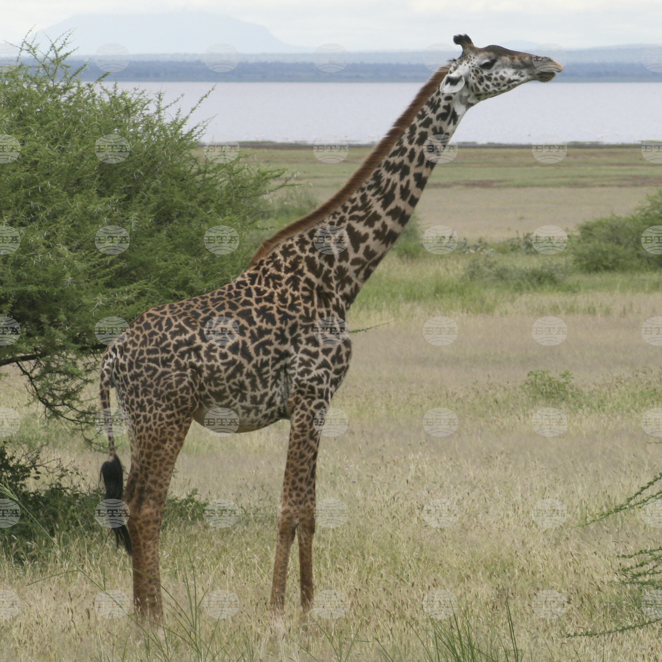 Giraffes-Conservation