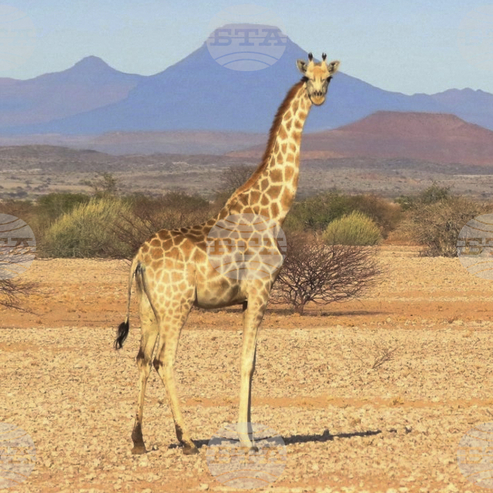 Giraffes-Conservation