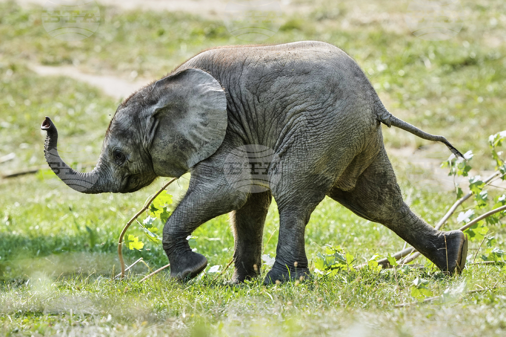 Germany Baby Elephant