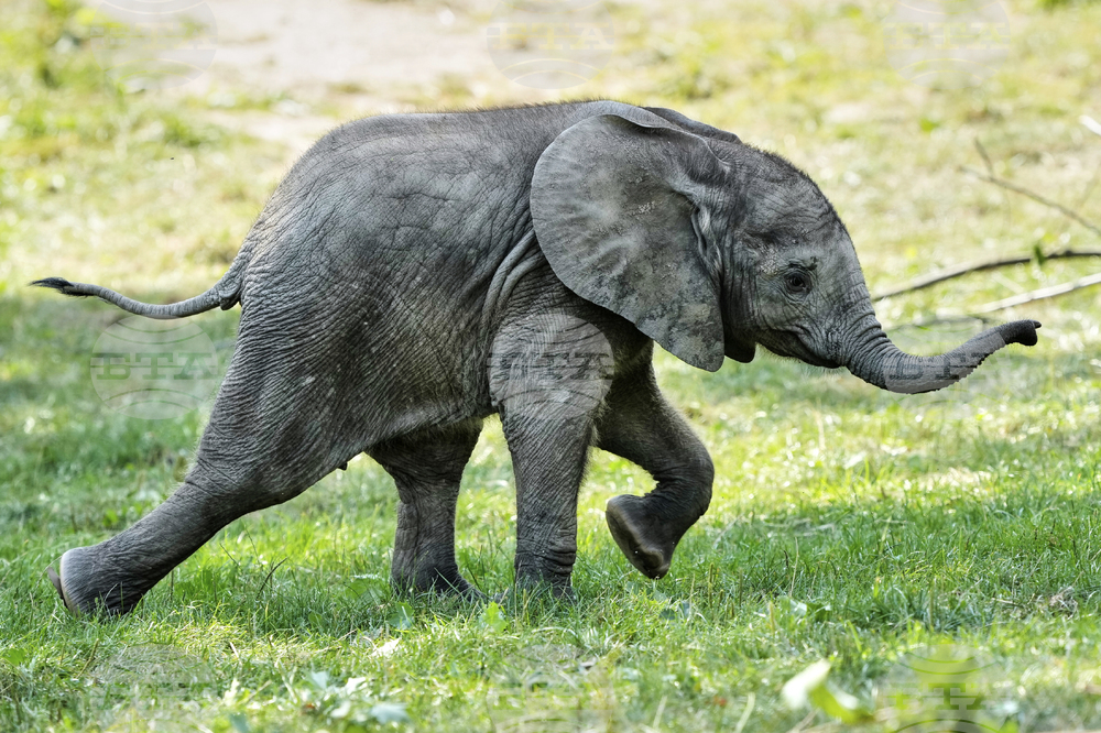 Germany Baby Elephant