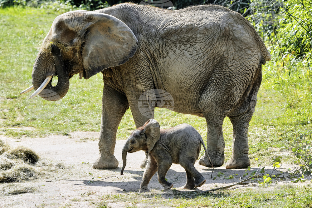 Germany Baby Elephant