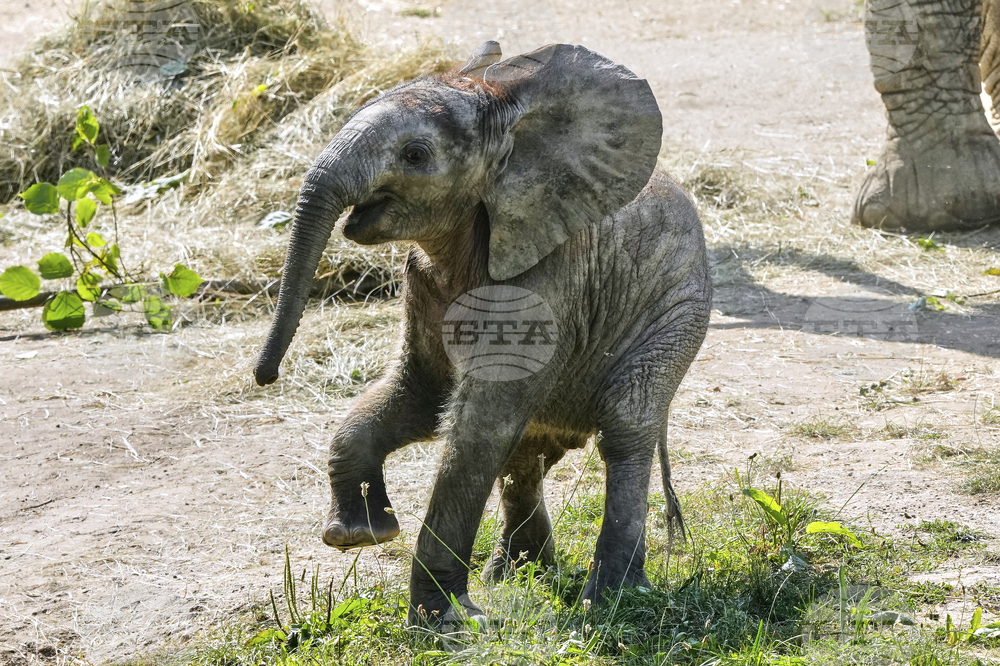 Germany Baby Elephant