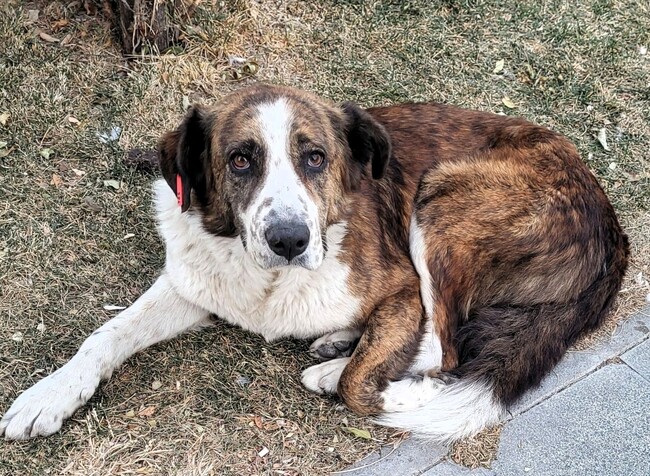 Община Асеновград: Осиновителна кампания за кучета от приют