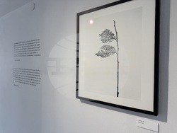 Казанлък - Лоте Михайлова - „Срамежливата интимност“ - фотоизложба