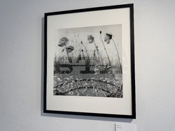 Казанлък - Лоте Михайлова - „Срамежливата интимност“ - фотоизложба