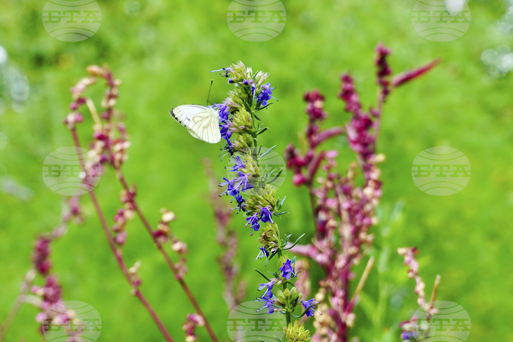 Градина с билки и подправки в Берлин съживява манастирска традиция от Средновековието