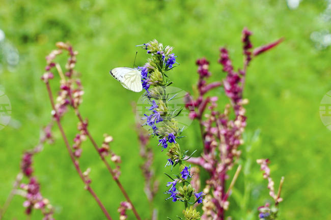 Градина с билки и подправки в Берлин съживява манастирска традиция от Средновековието