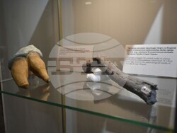 Уголемени модели на зъба и на бедрената кост на хоминида, намерен в палеонтологическото находище Азмака (Чирпанско) на възраст 7.2 млн. години