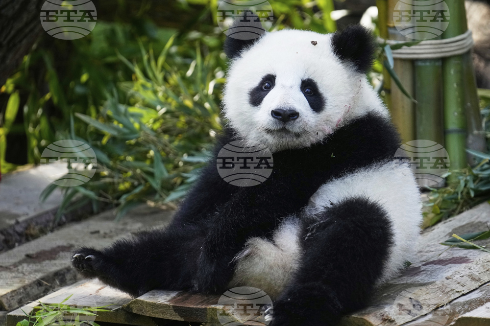 Germany Giant Pandas