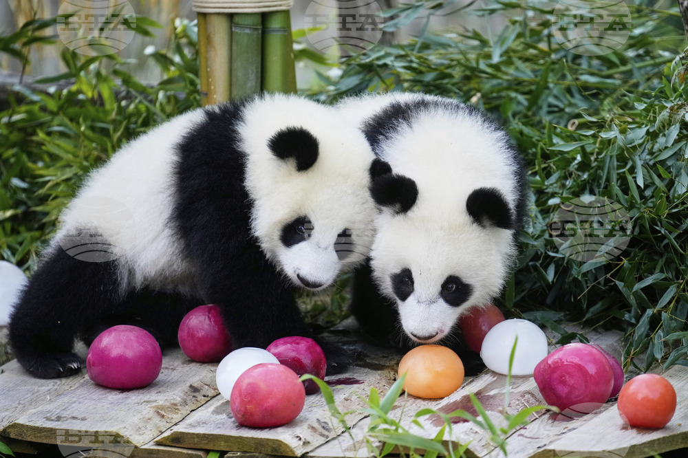 Зоопарк във Франция се сбогува с две големи панди, които се „пенсионират“ и завръщат в Китай