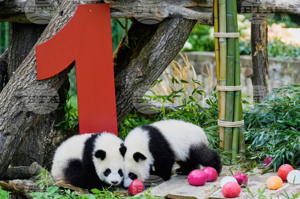 Germany Giant Pandas