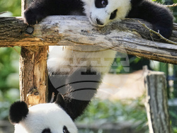 Germany Giant Pandas