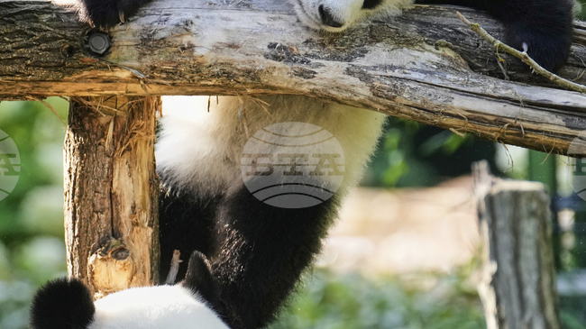 Зоологическата градина в Мюнхен ще получи две панди от Китай