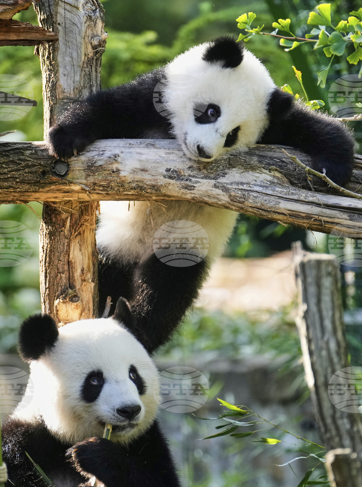 Зоологическата градина в Мюнхен ще получи две панди от Китай