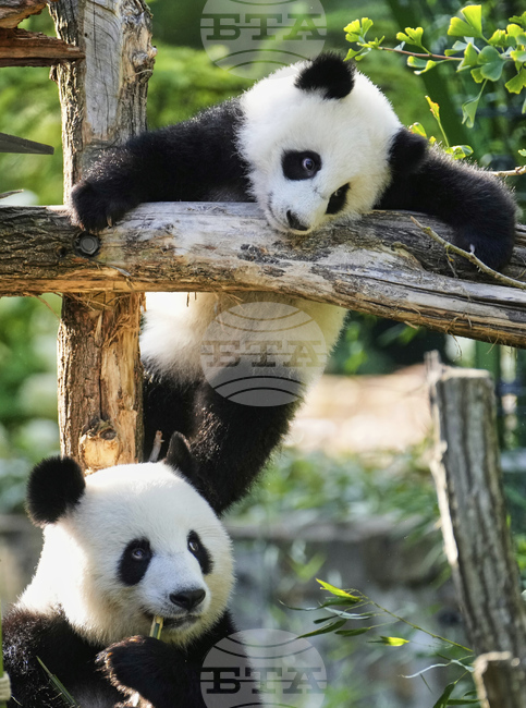 Зоологическата градина в Мюнхен ще получи две панди от Китай