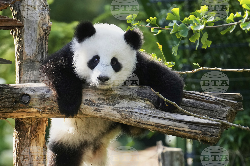 Germany Giant Pandas