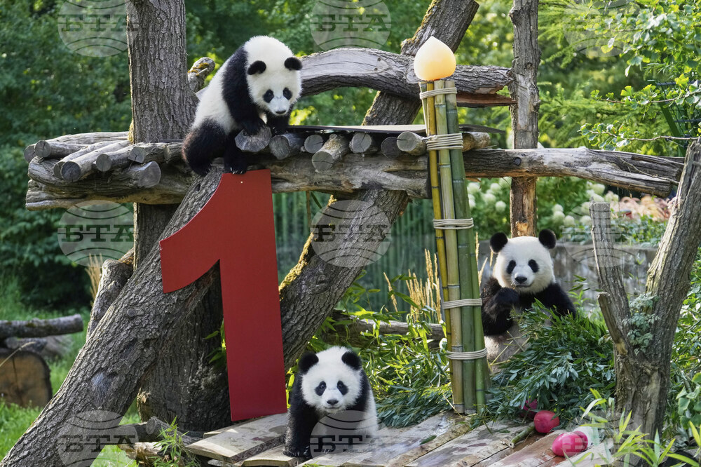 Germany Giant Pandas