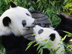 Germany Giant Pandas