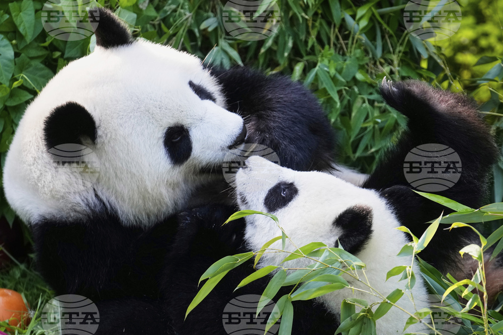Germany Giant Pandas